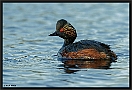 Geoorde fuut, Black-necked Grebe, Podiceps nigricollis Location: Twente, the Netherlands geoorde fuut D2 3900 kopie